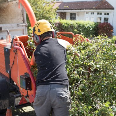 Male operative loading branches into an industrial wood chipping machine